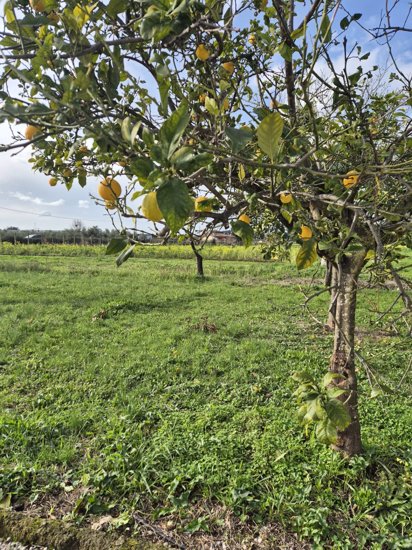 VENDESI TERRENO AGRICOLO – PONTINIA