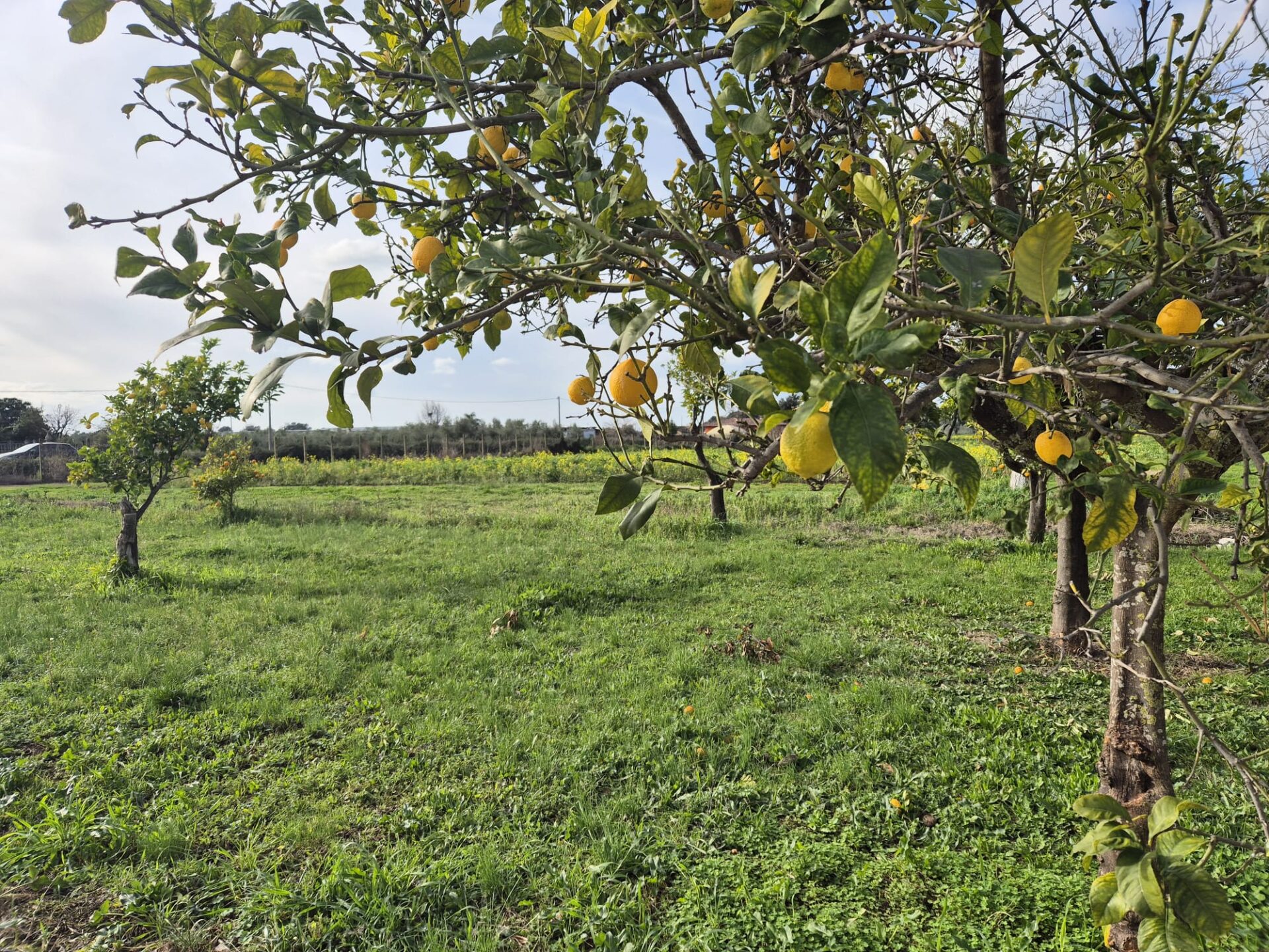 VENDESI TERRENO AGRICOLO – PONTINIA